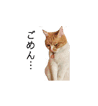 犬猫ファミリー（個別スタンプ：5）