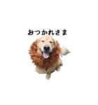 犬猫ファミリー（個別スタンプ：6）