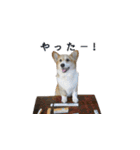 犬猫ファミリー（個別スタンプ：7）