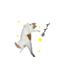 犬猫ファミリー（個別スタンプ：8）