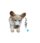 犬猫ファミリー（個別スタンプ：10）