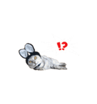 犬猫ファミリー（個別スタンプ：11）