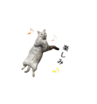 犬猫ファミリー（個別スタンプ：12）