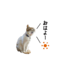 犬猫ファミリー（個別スタンプ：13）