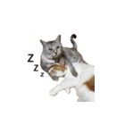 犬猫ファミリー（個別スタンプ：14）