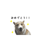 犬猫ファミリー（個別スタンプ：15）