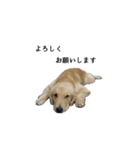 犬猫ファミリー（個別スタンプ：16）