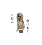 犬猫ファミリー（個別スタンプ：17）