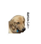 犬猫ファミリー（個別スタンプ：18）
