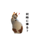 犬猫ファミリー（個別スタンプ：19）