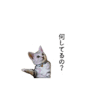 犬猫ファミリー（個別スタンプ：21）