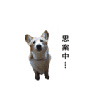 犬猫ファミリー（個別スタンプ：22）