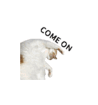 犬猫ファミリー（個別スタンプ：24）