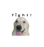 犬猫ファミリー（個別スタンプ：25）