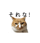 犬猫ファミリー（個別スタンプ：26）