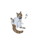 犬猫ファミリー（個別スタンプ：27）
