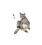犬猫ファミリー（個別スタンプ：28）