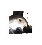犬猫ファミリー（個別スタンプ：29）