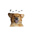 犬猫ファミリー（個別スタンプ：30）