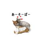 犬猫ファミリー（個別スタンプ：31）