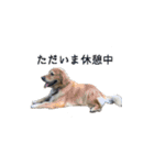 犬猫ファミリー（個別スタンプ：32）