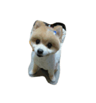 crazy dog＆cat（個別スタンプ：1）