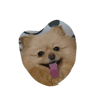 crazy dog＆cat（個別スタンプ：3）