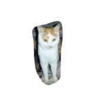 crazy dog＆cat（個別スタンプ：5）