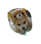 crazy dog＆cat（個別スタンプ：7）