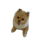 crazy dog＆cat（個別スタンプ：9）