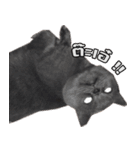 kingkongcat（個別スタンプ：2）