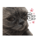 kingkongcat（個別スタンプ：4）