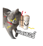 kingkongcat（個別スタンプ：6）