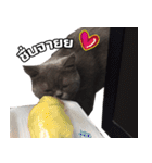 kingkongcat（個別スタンプ：7）