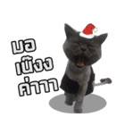 kingkongcat（個別スタンプ：8）