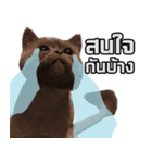 kingkongcat（個別スタンプ：9）