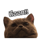 kingkongcat（個別スタンプ：11）