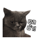 kingkongcat（個別スタンプ：12）