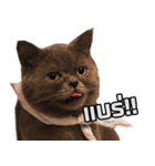 kingkongcat（個別スタンプ：13）