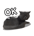 kingkongcat（個別スタンプ：14）