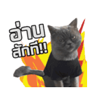 kingkongcat（個別スタンプ：15）