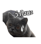 kingkongcat（個別スタンプ：16）