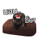 kingkongcat（個別スタンプ：20）