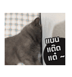 kingkongcat（個別スタンプ：21）
