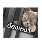 kingkongcat（個別スタンプ：24）