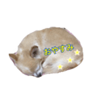 ちわわぁぁ！！（個別スタンプ：2）