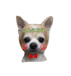 ちわわぁぁ！！（個別スタンプ：3）