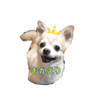 ちわわぁぁ！！（個別スタンプ：4）