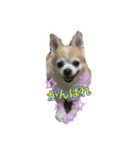 ちわわぁぁ！！（個別スタンプ：5）