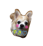 ちわわぁぁ！！（個別スタンプ：6）